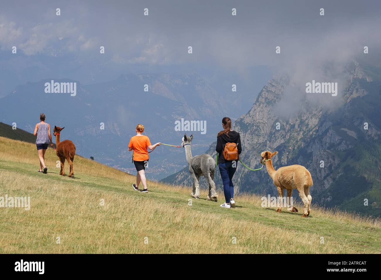 Nehmen Sie Alpacas zu Fuß Stockfoto