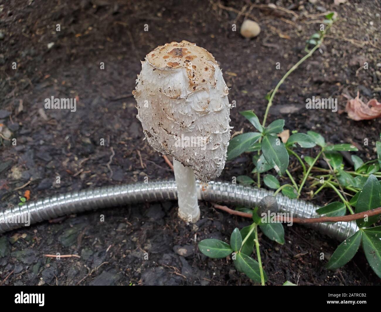 Nahaufnahme der Kappe eines Coprinus comatus oder einer schaggy Tintenkappe, die in einer Garteneinstellung wächst, 20. Januar 2020. () Stockfoto