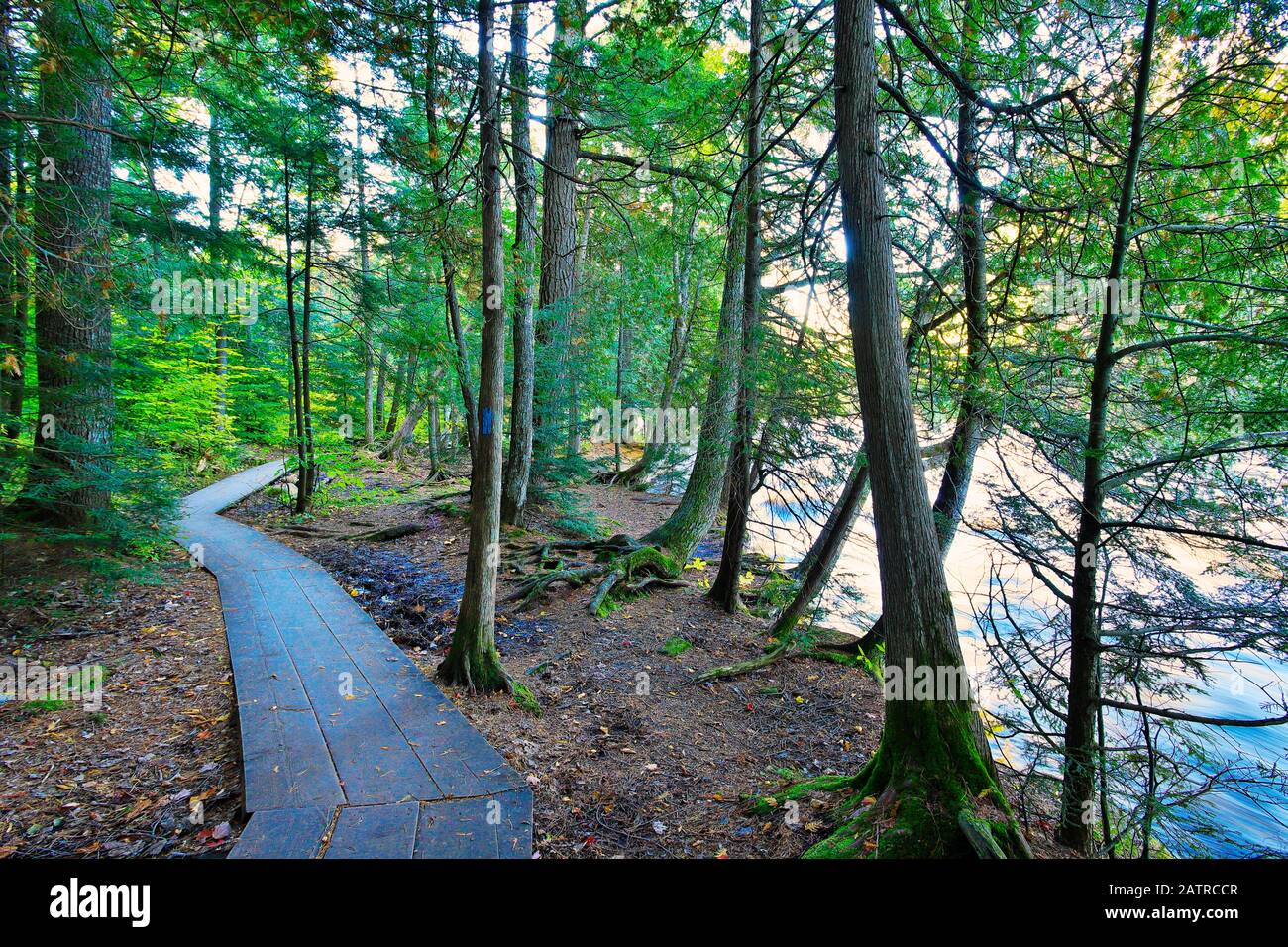 Lower Tahquamenon Falls, Tahquamenon Falls State Park, Upper Penninsula, Paradise, Michigan, USA Stockfoto