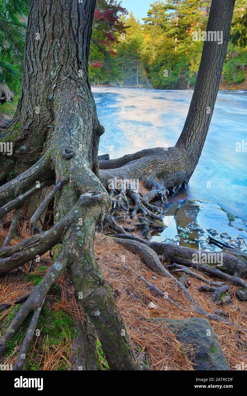 Lower Tahquamenon Falls, Tahquamenon Falls State Park, Upper Penninsula, Paradise, Michigan, USA Stockfoto