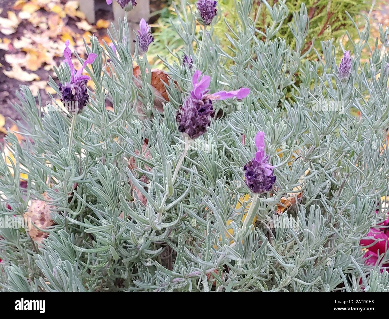 Nahaufnahme der Blumen der spanischen Lavendel (Lavandula stoechas), 4. Januar 2020. () Stockfoto