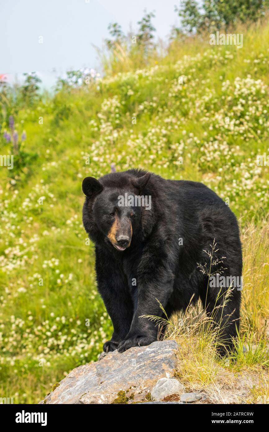 Männlicher Schwarzbär (Ursus americanus), der auf einer Wiese mit Wildblumen umhergeht, Alaska Wildlife Conservation Center, Süd-Zentral Alaska Stockfoto