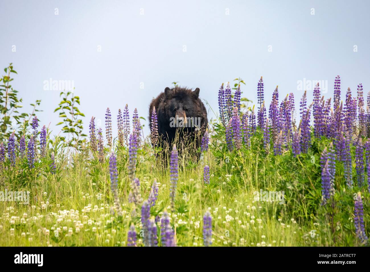 Männlicher Schwarzbär (Ursus americanus), der auf einer Wiese mit Wildblumen umhergeht, Alaska Wildlife Conservation Center, Süd-Zentral Alaska Stockfoto