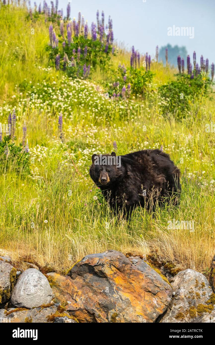 Männlicher Schwarzbär (Ursus americanus), der auf einer Wiese mit Wildblumen umhergeht, Alaska Wildlife Conservation Center, Süd-Zentral Alaska Stockfoto