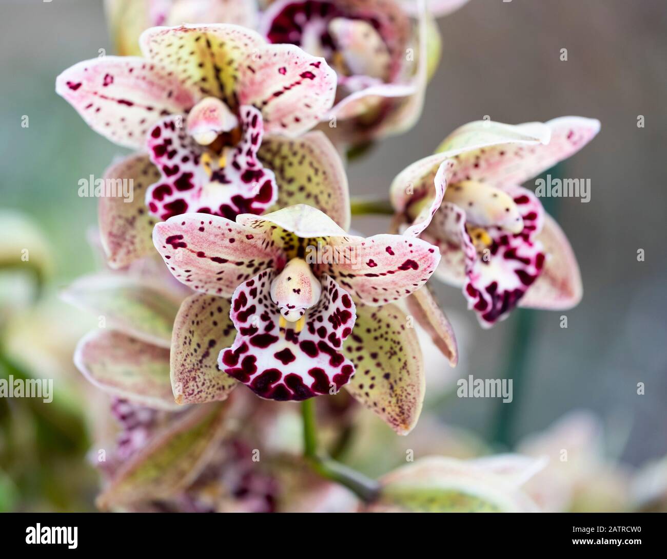 Eine Nahaufnahme von Cymbidium Orchideen, lila gesprenkelten Orchideen im Kew Orchid Festival 2020: Indonesien. London, Großbritannien Stockfoto