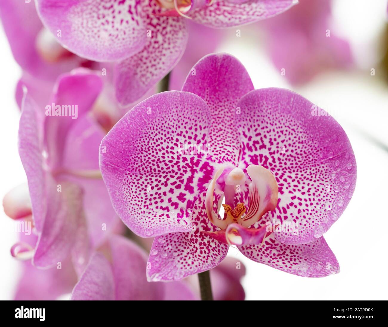 Eine Nahaufnahme eines pinkfarbenen und weißen Orchids beim Kew Gardens Orchid Festival 2020: Indonesien, London, Großbritannien Stockfoto