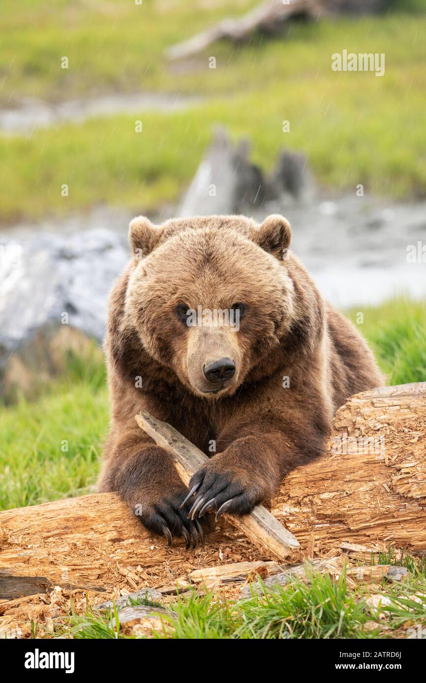 Grizzly Bear Sow (Ursus arctos horribilis) sieht die Kamera an, während sie mit einem Stock spielt, Alaska Wildlife Conservation Center, South-Central Alaska Stockfoto