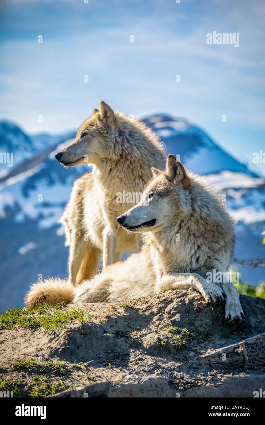 Zwei weibliche Graue Wölfe (Canis lupus) mit Blick auf einen Berg im Hintergrund, Alaska Wildlife Conservation Center Stockfoto