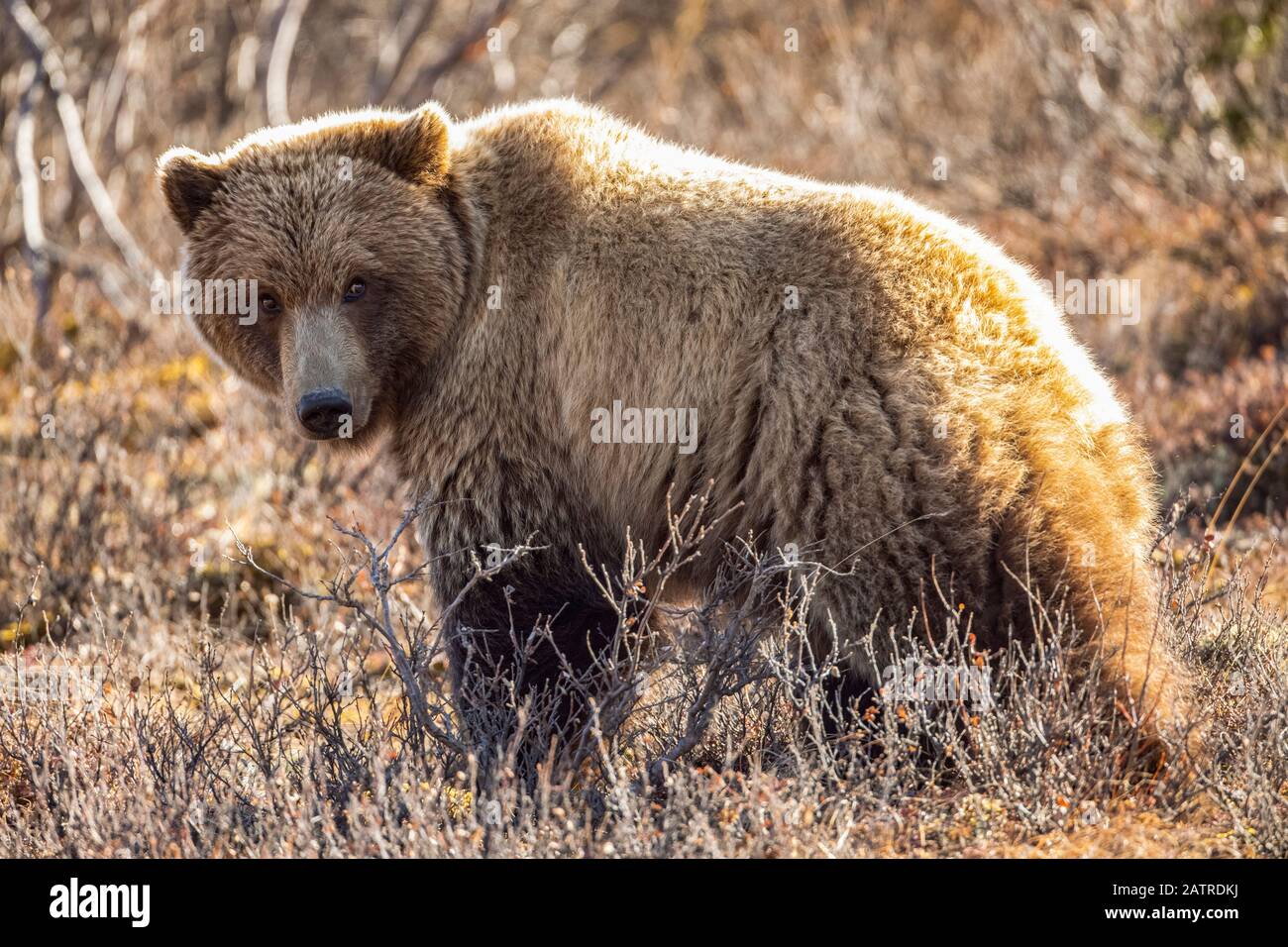 Ein streifender Grizzlybär (Ursus arctos horribilis) hält an, um auf die Kamera zu schauen, während er die Tundra im Denali-Nationalpark füttert und in I... Stockfoto