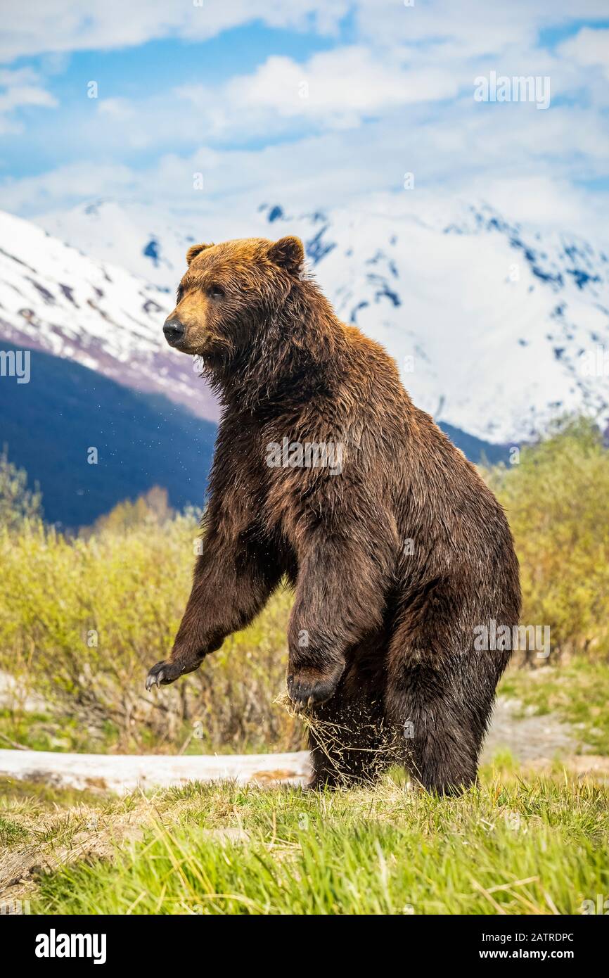 Braunbär Wildschwein (Ursus arctos) steht auf, um eine bessere Aussicht, Alaska Wildlife Conservation Center, Süd-Zentral Alaska Stockfoto