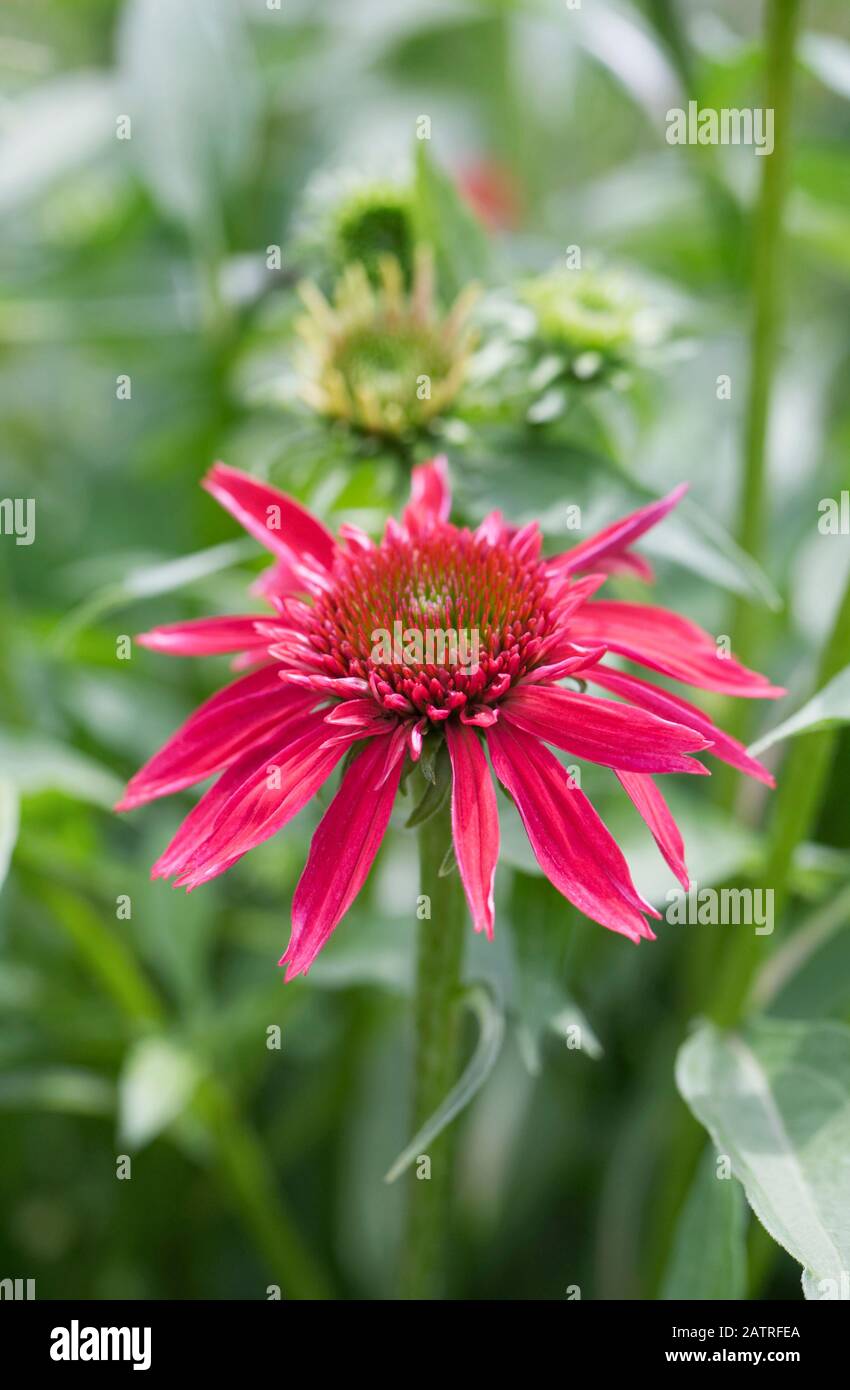 Echinacea Doppelschaufelblüte aus Kranbeere. Stockfoto