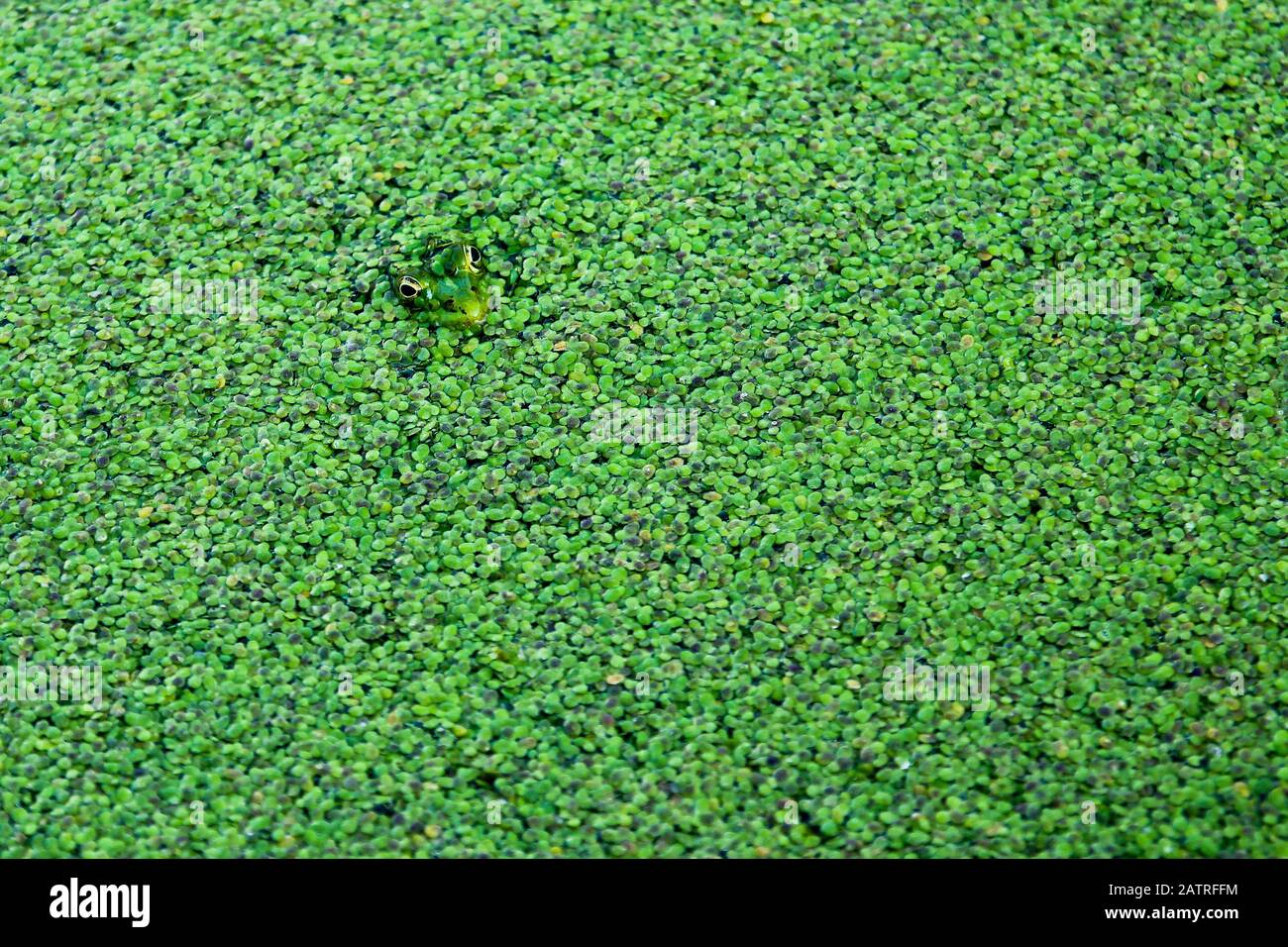 Vom Duckweed aus betrachtet man einen Frosch. Nur Kopf und Augen sind sichtbar. Stockfoto