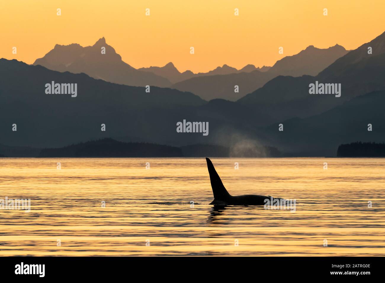 Silhouetted Walflosse an der Wasseroberfläche entlang der Alaska Küste; Alaska, Vereinigte Staaten von Amerika Stockfoto