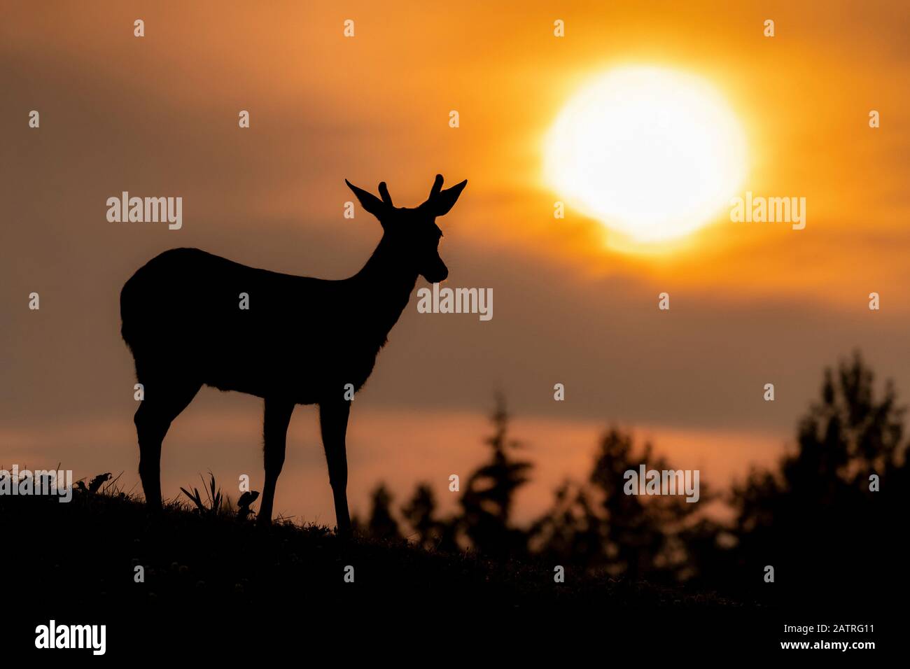 Silhouette eines Schwarzschwanz-Hirsches (Odocoileus hemionus sitkensis) Stehen vor einem glühenden orange Himmel bei Sonnenuntergang in Tongass National Forest Stockfoto