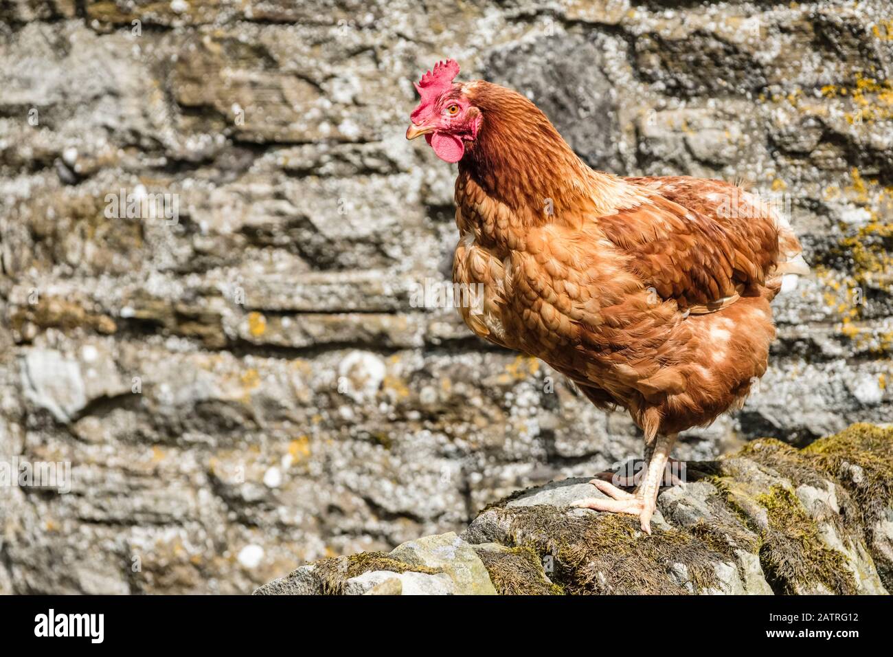 Lohmann Brown Chicken; Hexham, Northumberland, England Stockfoto