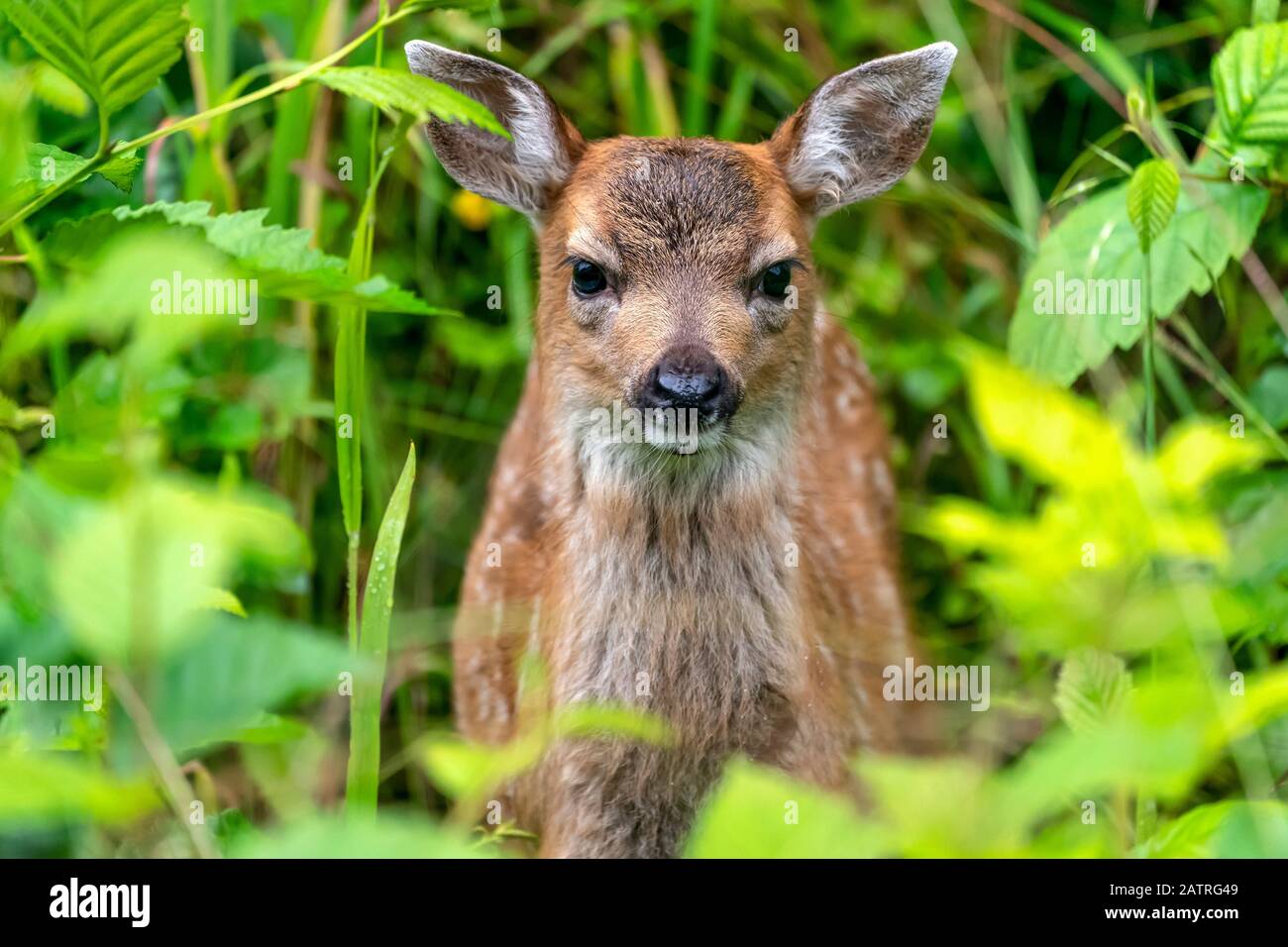 Sitka-Rehkitz (Odocoileus hemionus sitkensis), der aus dem grünen Laub spätet, Tongass National Forest; Alaska, Vereinigte Staaten von Amerika Stockfoto