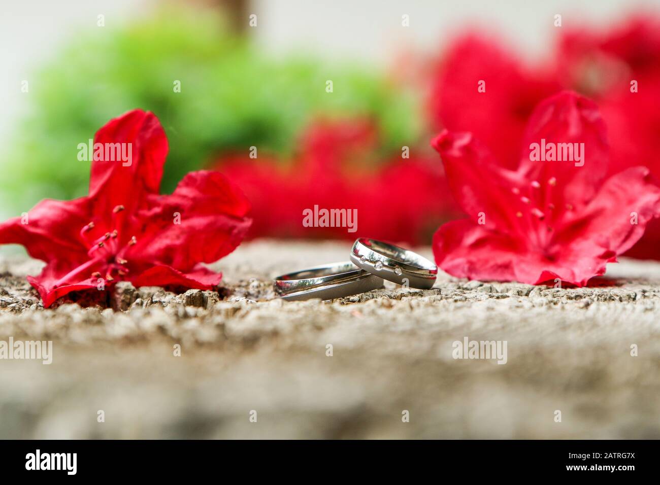 Ein Detailbild von zwei Hochzeitsringen, die auf einem Holz unter den roten Blumen liegen. Stockfoto