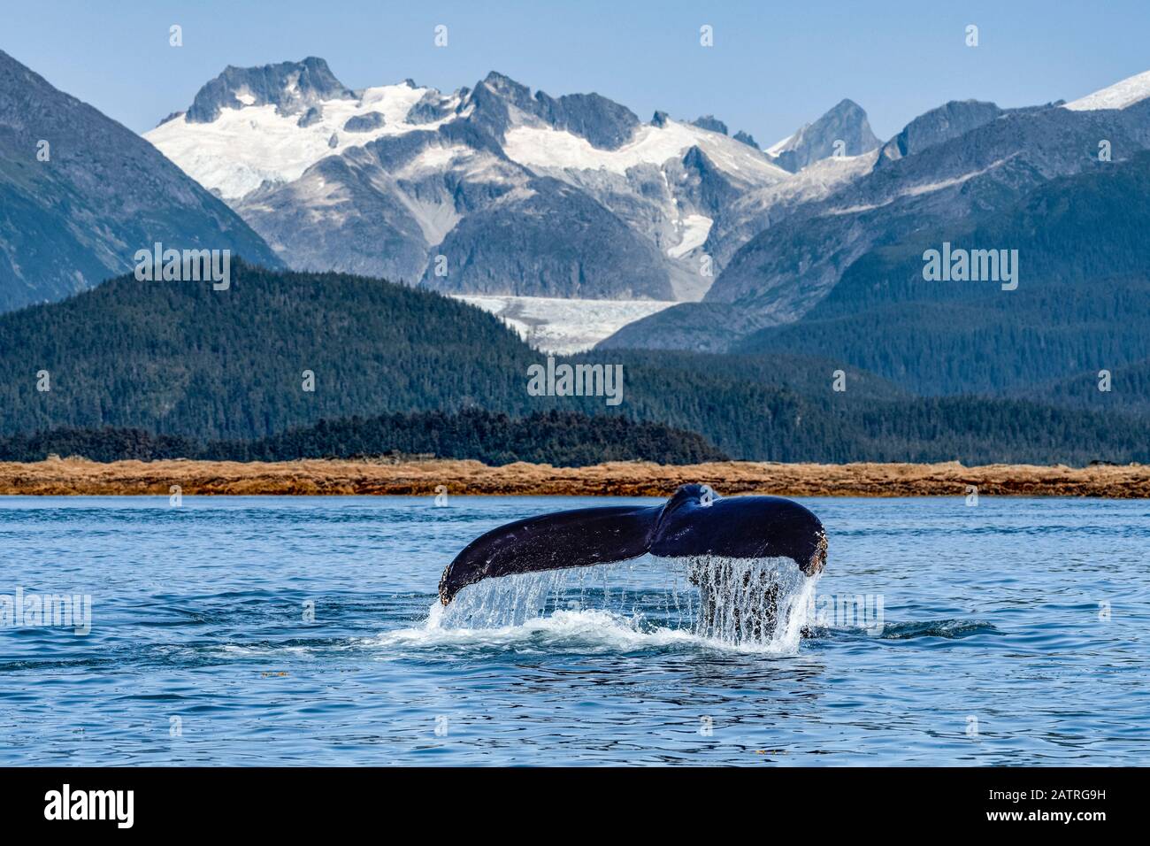 Buckelwal (Megaptera novaeangliae) hebt seine fluchten, während er sich im Lynn Canal ernährt, mit Herbert Glacier und Coast Range im Hintergrund Stockfoto