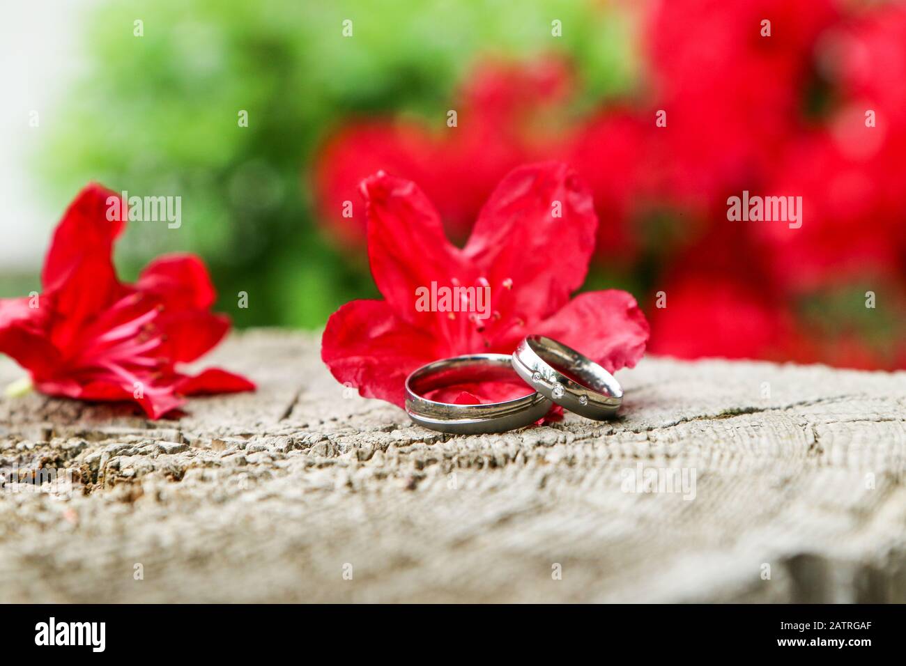 Ein Detailbild von zwei Hochzeitsringen, die auf einem Holz unter den roten Blumen liegen. Stockfoto