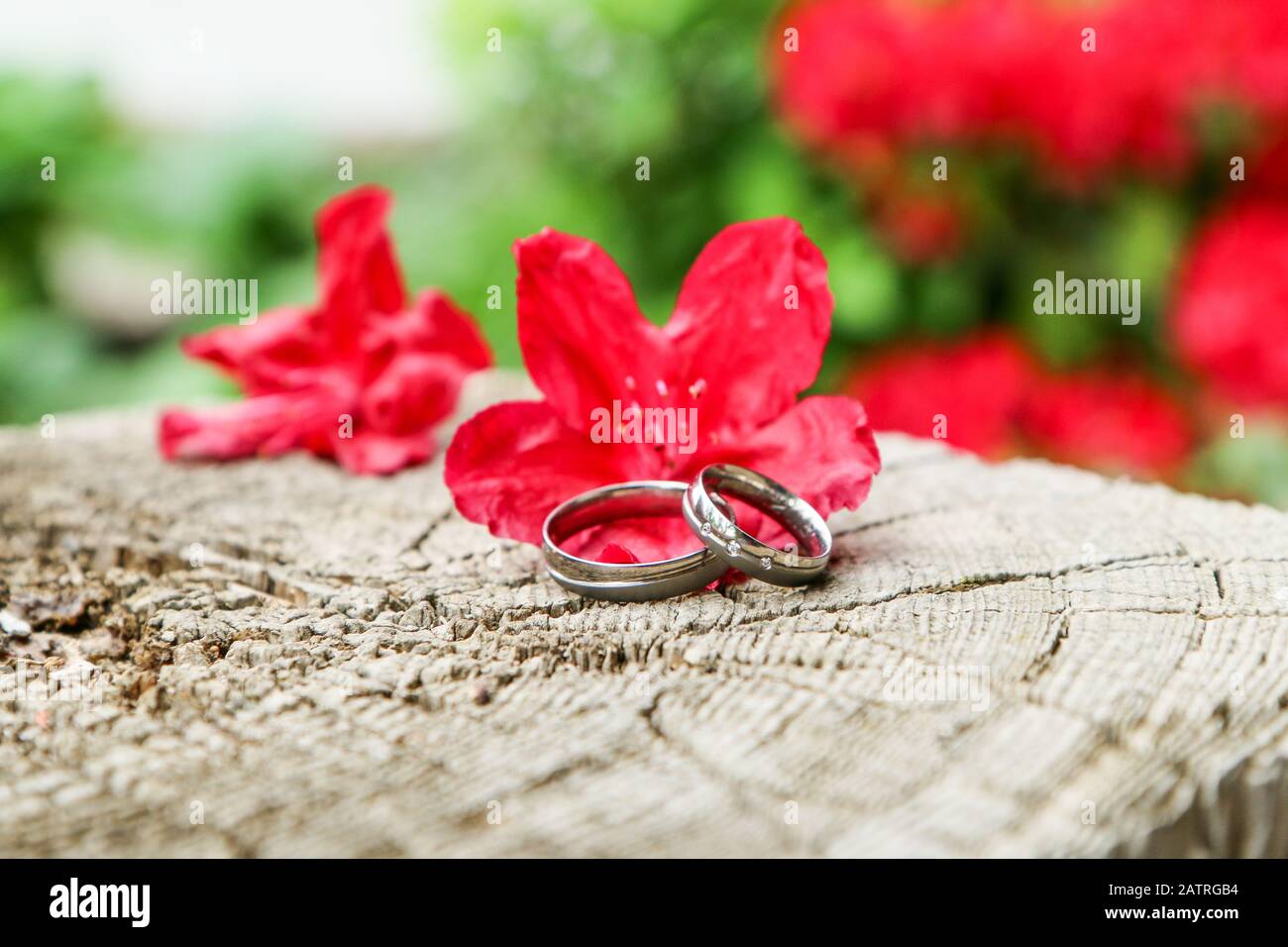 Ein Detailbild von zwei Hochzeitsringen, die auf einem Holz unter den roten Blumen liegen. Stockfoto