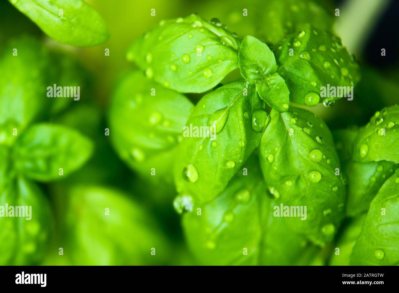 Ein frisches Basilikum mit Wassertropfen darauf. Stockfoto