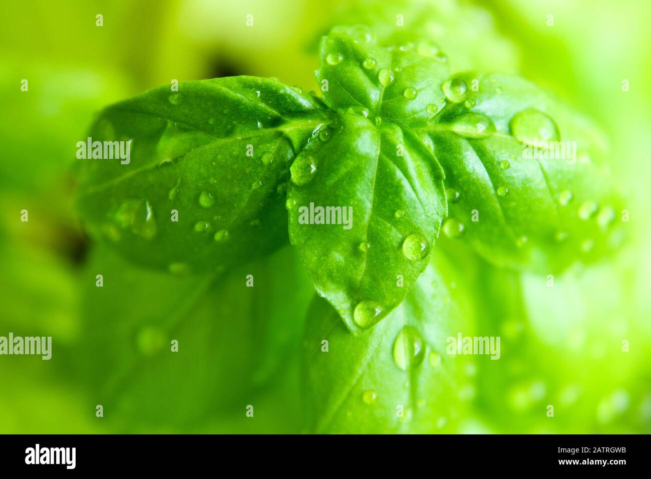 Ein frisches Basilikum mit Wassertropfen darauf. Stockfoto