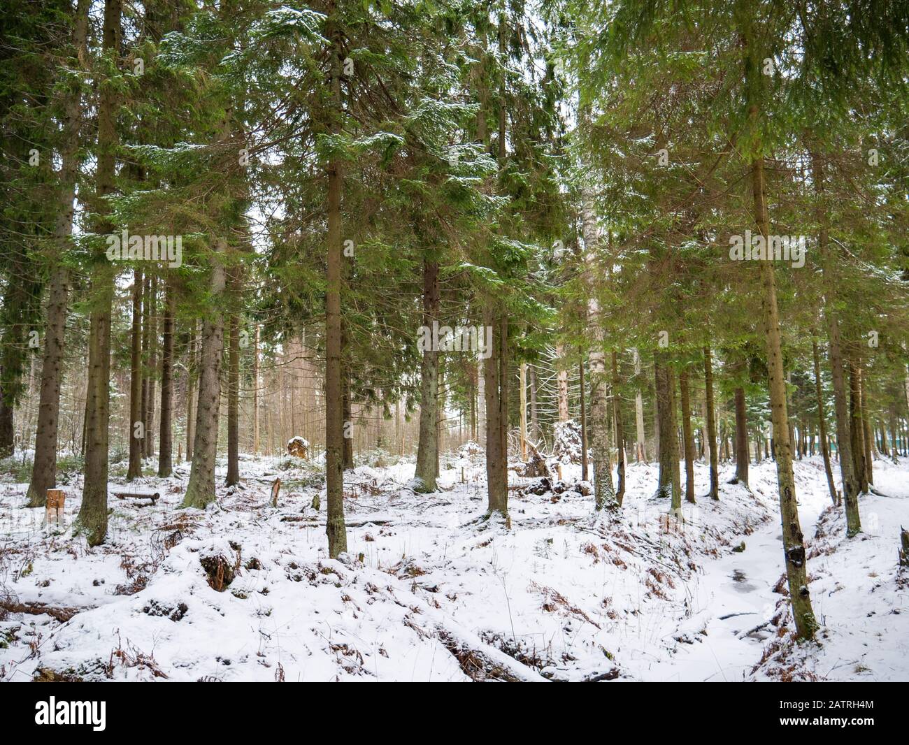 Natürliche Wald von Fichte und Laubwald. Stockfoto