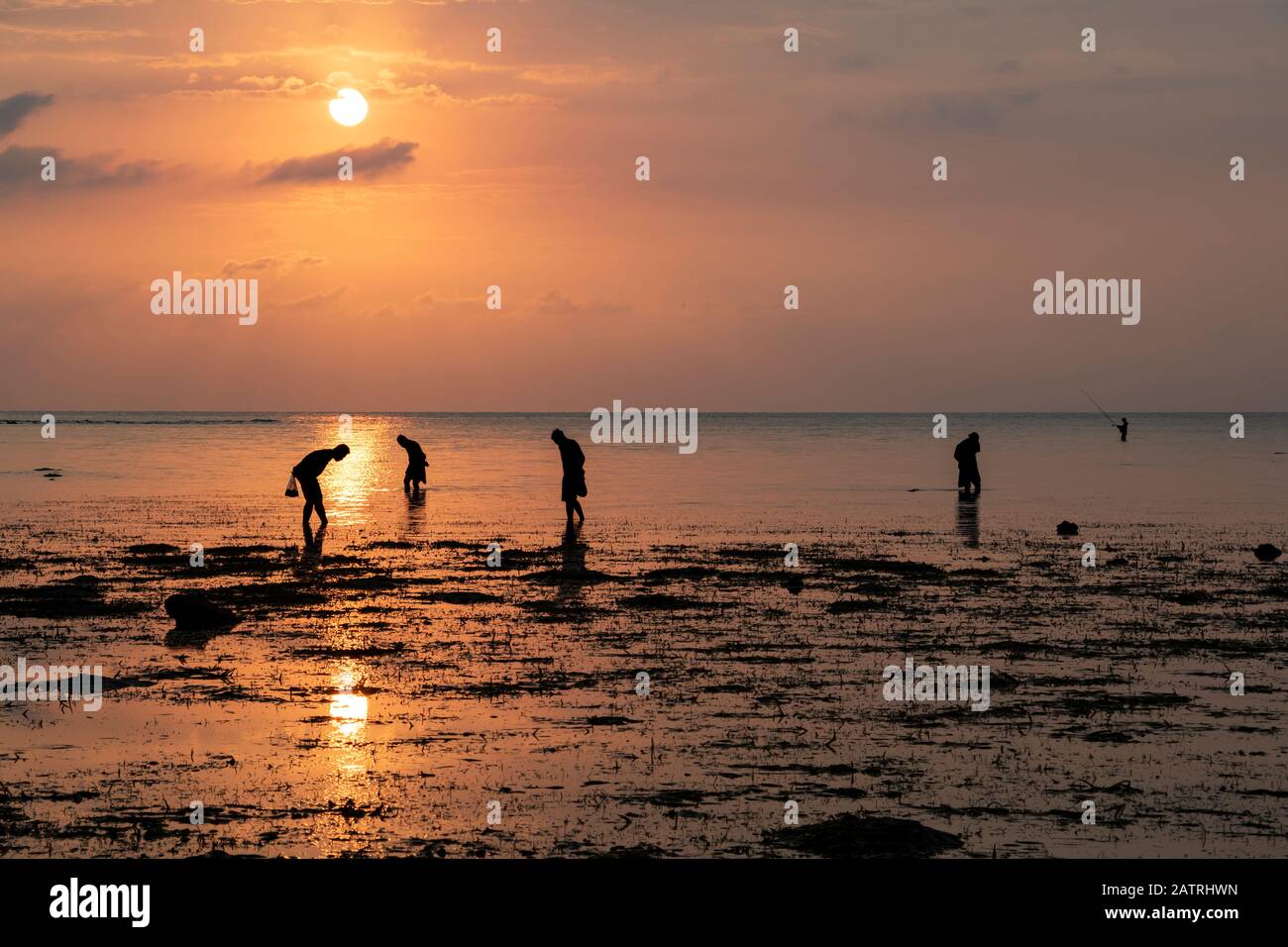 Menschen sammeln Muscheln am Strand bei Sonnenuntergang; Lovina, Bali, Indonesien Stockfoto