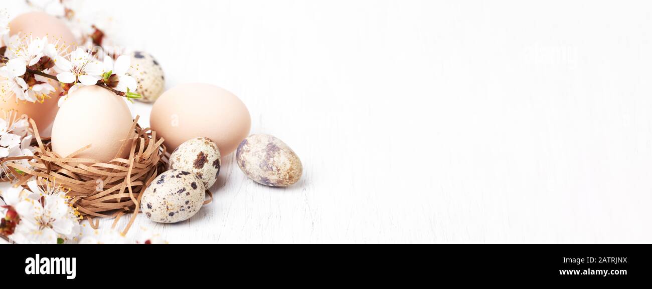 Gelege mit Eiern verzierte blühende Äste auf weißem Holzhintergrund. Banner für Website, Osterkonzept. Stockfoto