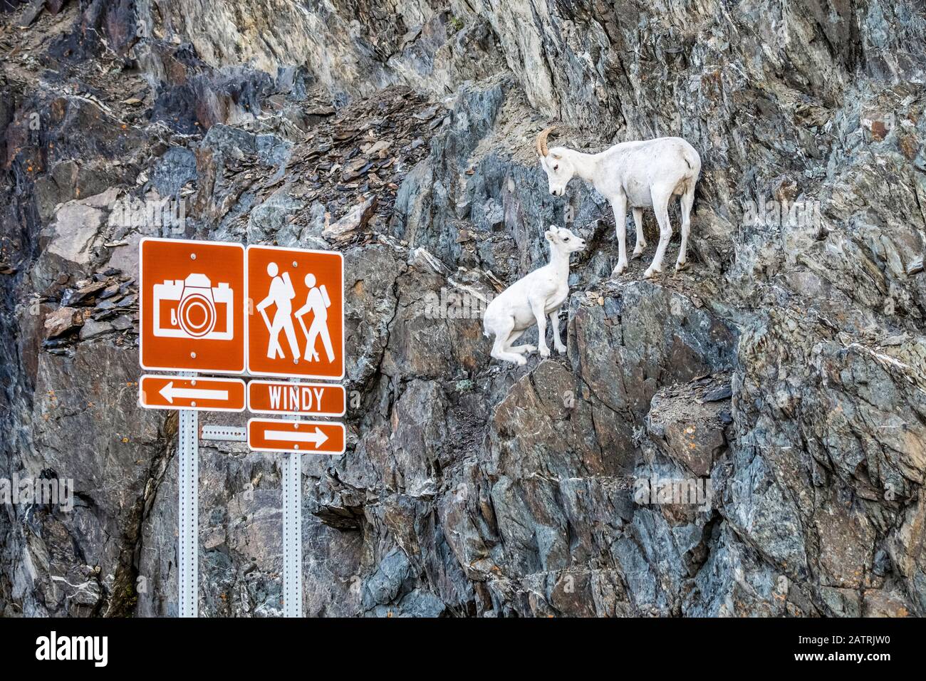 Dall Schafe Mutterschafe und Lamm (Ovis dalli) in den Chugach Mountains südlich von Anchorage, Alaska in Süd-Zentral-Alaska. Schafe sind in der Nähe von McHugh Creek, der... Stockfoto