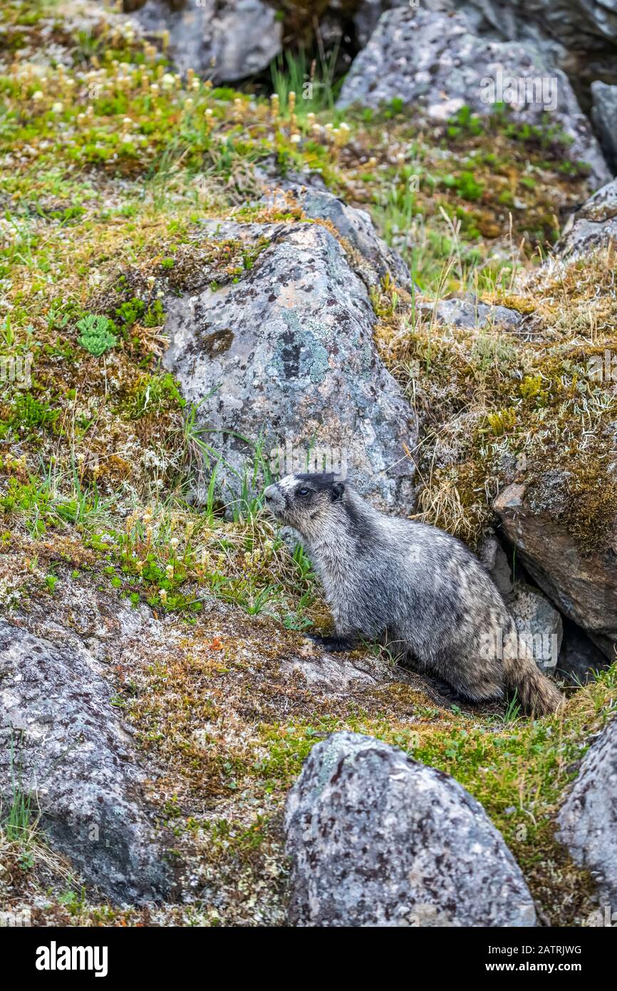 Hoary Marmot (Marmota caligata) im Hatcher Pass Gebiet bei Palmer, Alaska im Süd-zentralen Alaska. Murmeltiere überwintern im Winter, also sind fleißige Feedi... Stockfoto