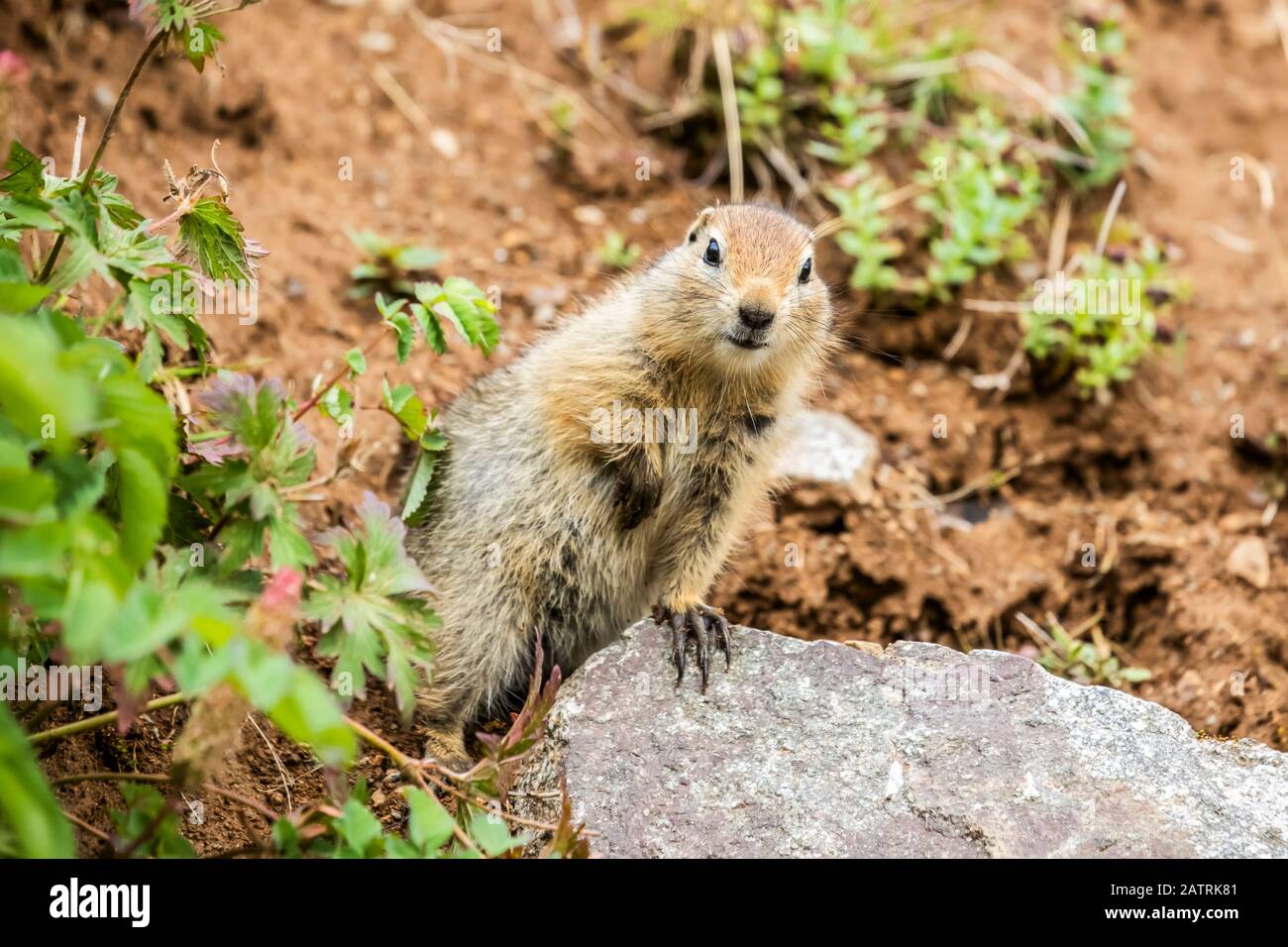 Ein arktischer Eichhörnchen (Urocitellus parryii) hält im Spätsommer an der Fütterung inne, um die Kamera im Hatcher Pass-Gebiet bei Palmer, Sout... Stockfoto