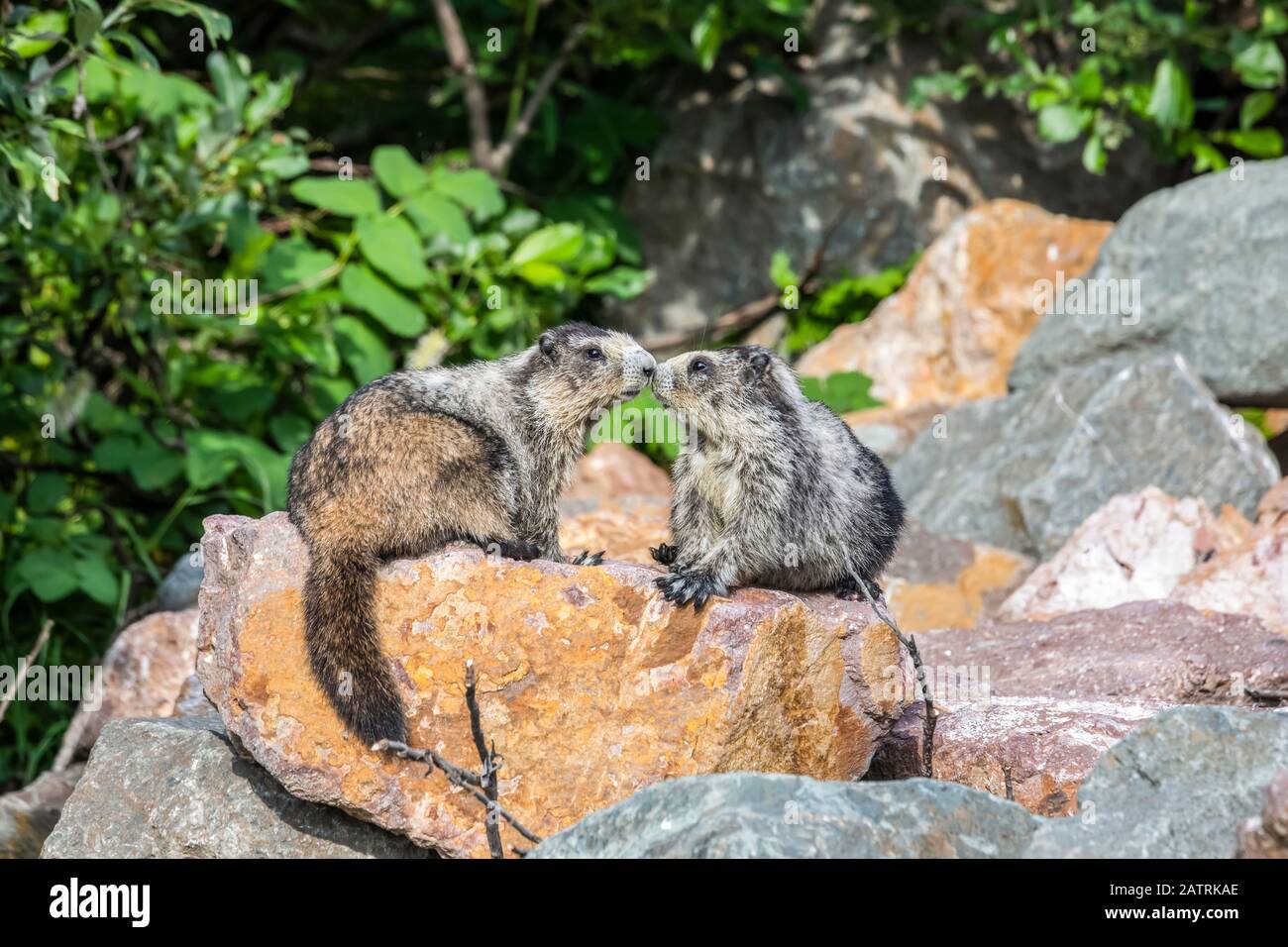 Eine Mutter und ein unreifer Hory Marmot (Marmota caligata) nehmen sich einen Moment Zeit, um sich zu verbinden, während sie sich im Hatcher Pass Gebiet in der Nähe von Palmer, Süd-Zentral Alaska, ausruhen. M... Stockfoto