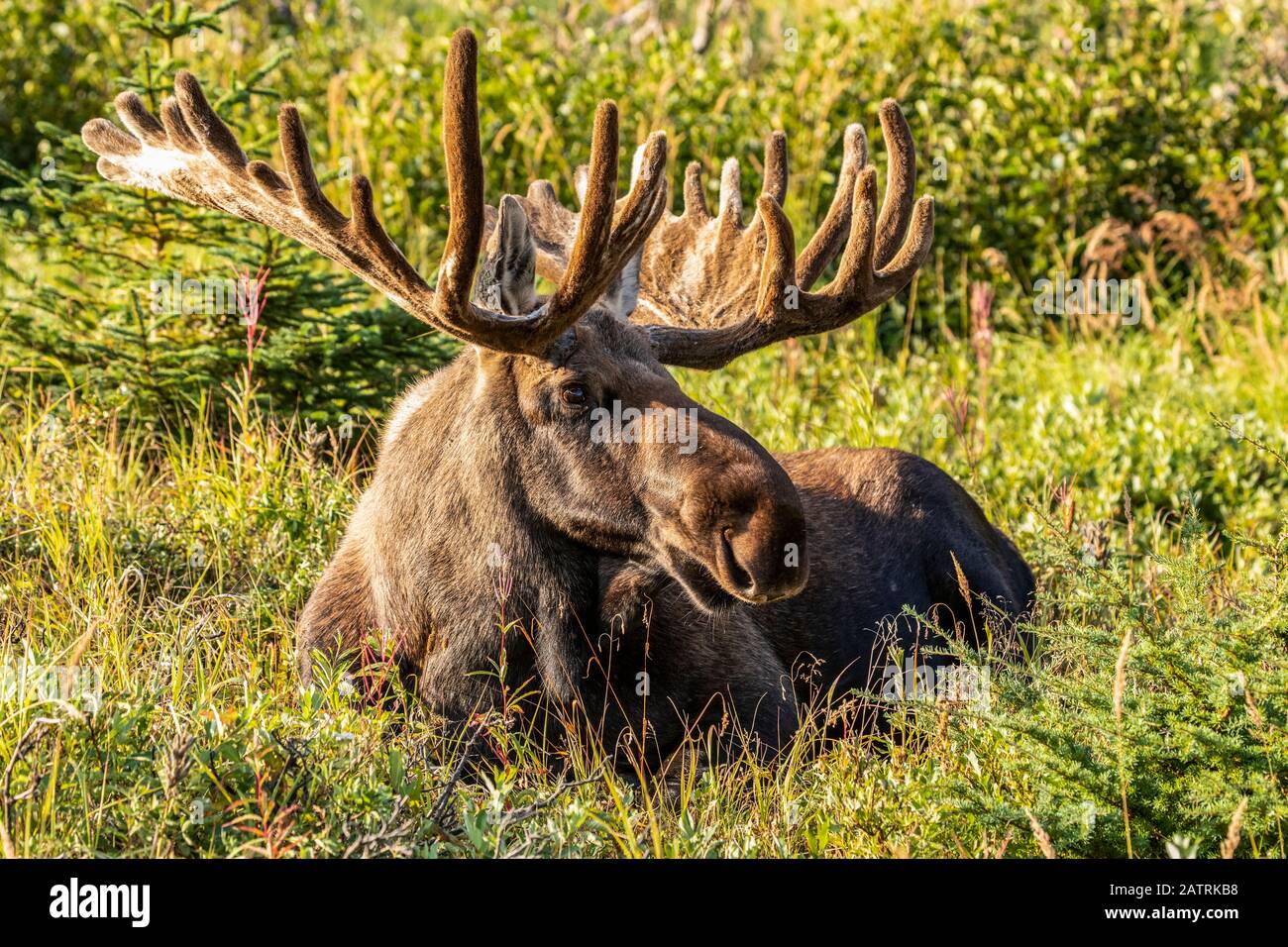 Bullmoose (Alces Alces) mit Geweihen in Samt im Sommer im Powerline Pass Bereich in den Hügeln oberhalb Anchorage, Süd-Zentral Alaska Stockfoto