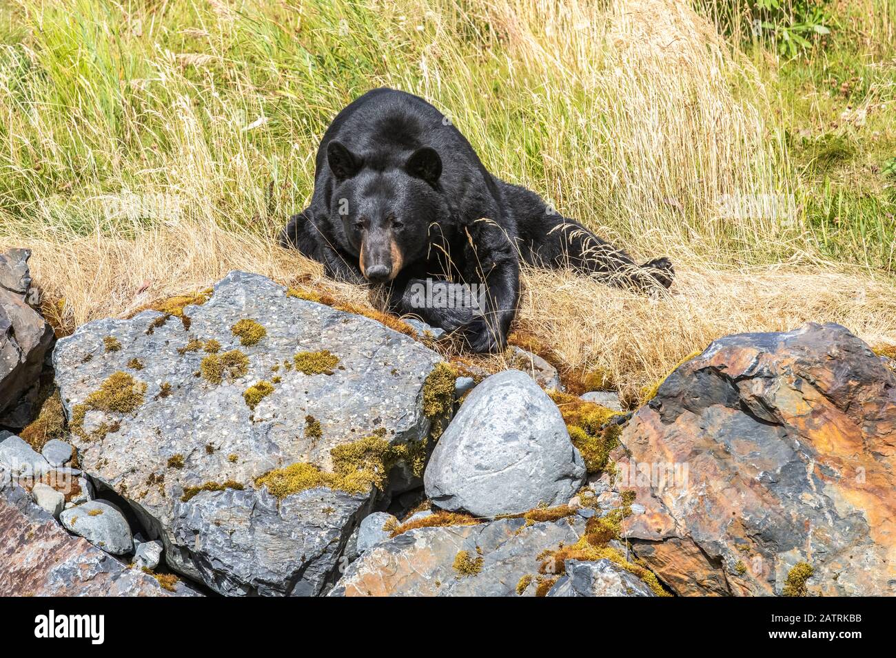 Männliche Schwarzbär (Ursus Amerikaner), Captive Tier, Alaska Wildlife Conservation Center; Portage, Alaska, Vereinigte Staaten von Amerika Stockfoto