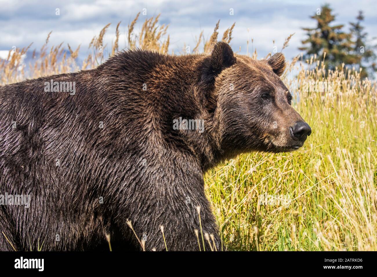 Weiblicher Braunbär (Ursus Arctic), gefangenes Tier, Alaska Wildlife Conservation Center; Portage, Alaska, Vereinigte Staaten von Amerika Stockfoto