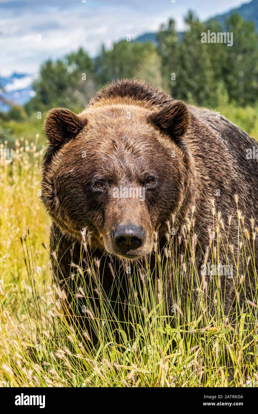 Weiblicher Braunbär (Ursus Arctic), gefangenes Tier, Alaska Wildlife Conservation Center; Portage, Alaska, Vereinigte Staaten von Amerika Stockfoto