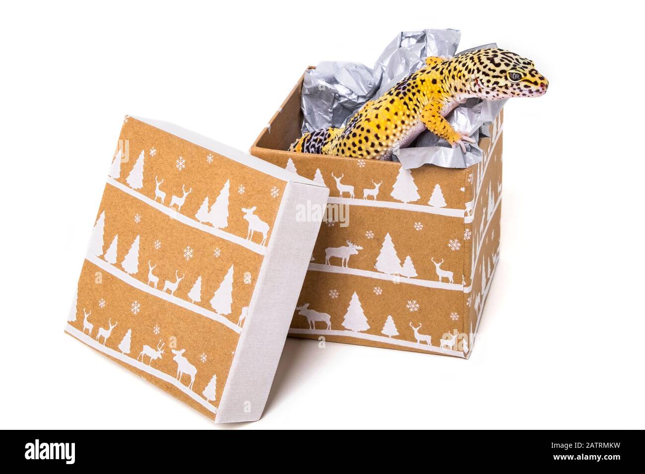 Überraschung Weihnachtsgeschenk, ein Leopardengecko (Eublepharis macularius) in einer Weihnachts-Geschenkbox; Studio Stockfoto