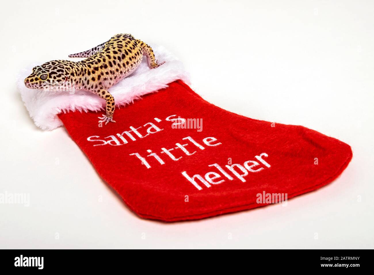 Leopardengecko (Eublepharis macularius), der sich bereit machte, ihren Weihnachtsstrumpf aufzuhängen; Studio Stockfoto