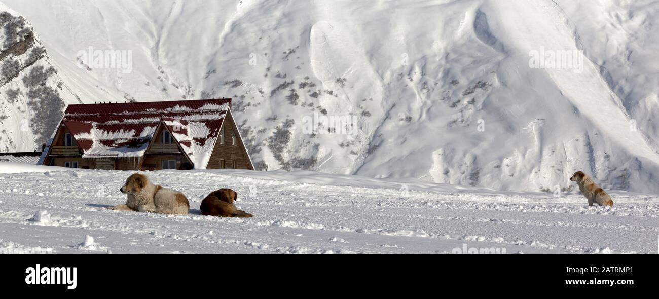 Hunde auf schneebedeckter Skipiste in hohen Winterbergen. Kaukasusgebirge, Georgien, Region Gudauri. Panoramaaussicht. Stockfoto