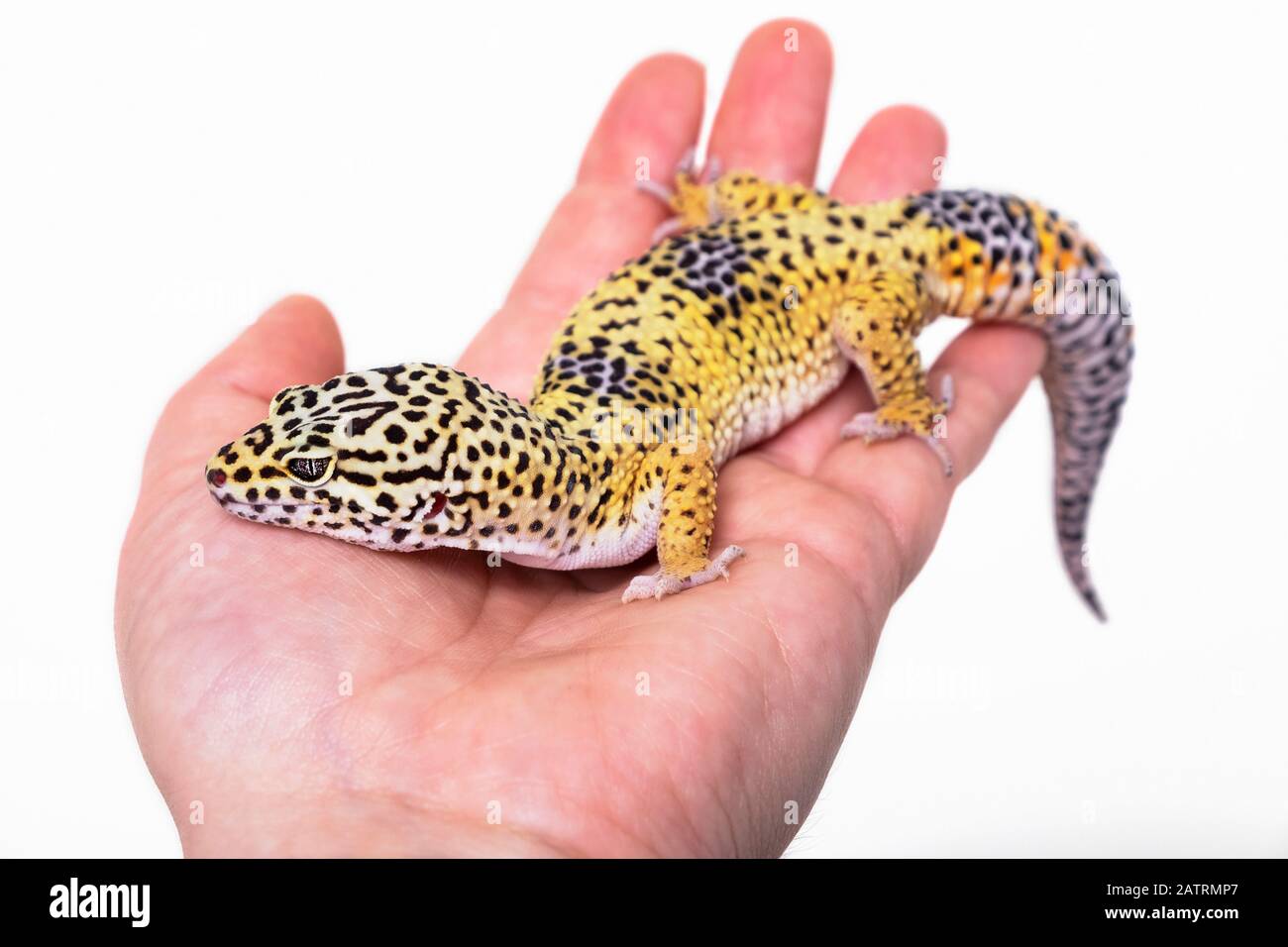 Leopardengecko (Eublepharis macularius) wird vom Besitzer auf weißem Hintergrund gehalten; Studio Stockfoto