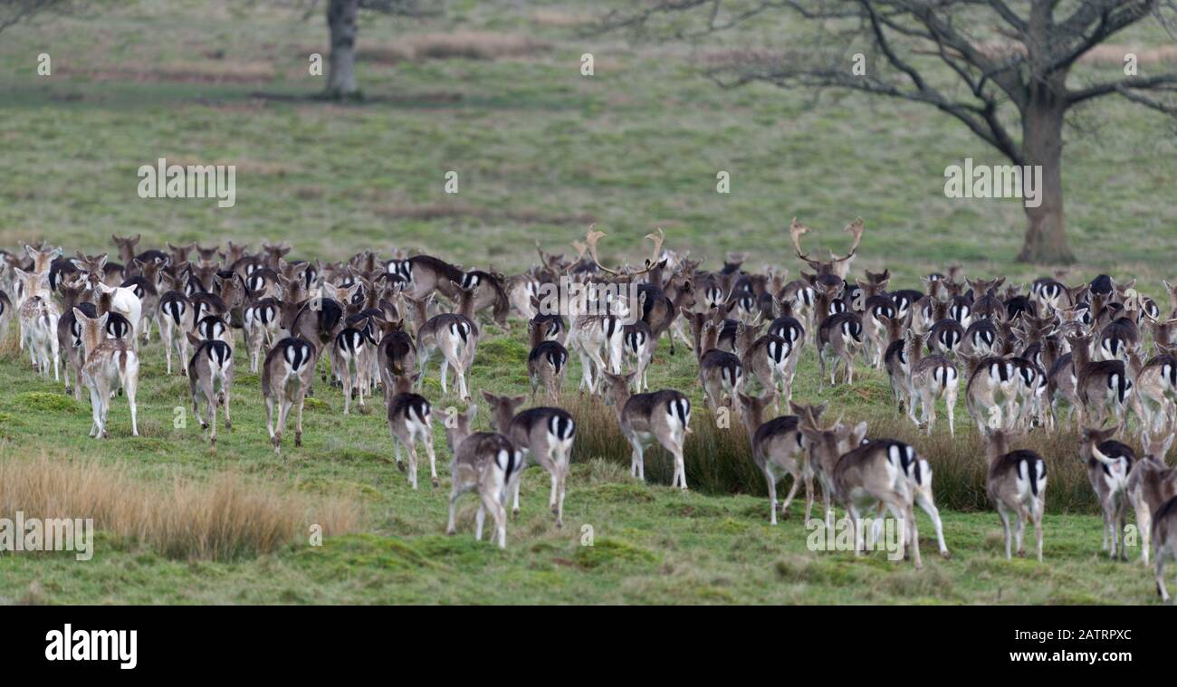 Damwild in offener Glade Stockfoto