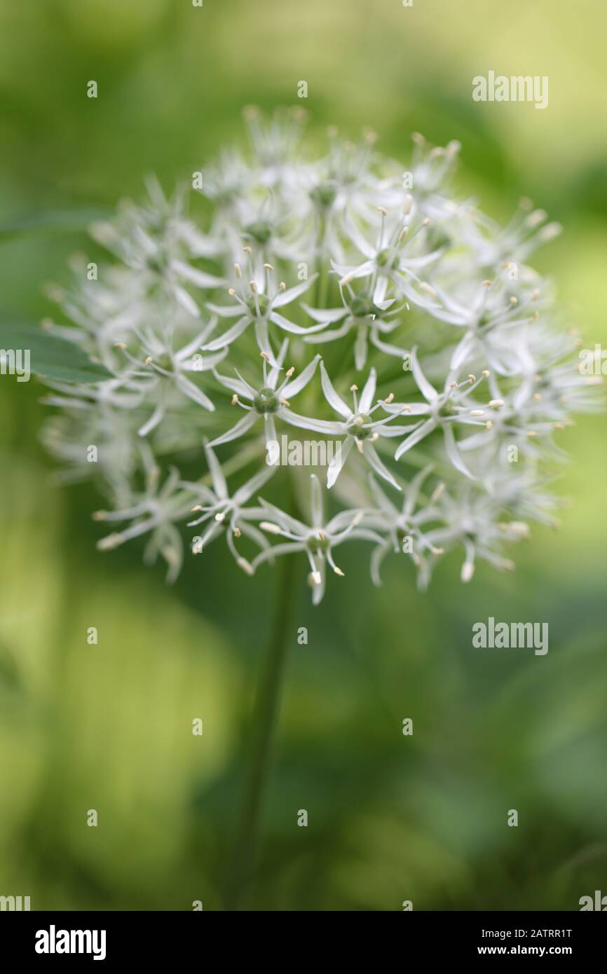 Symphytum officinale nach Regen an einem bewölkten Tag Stockfoto