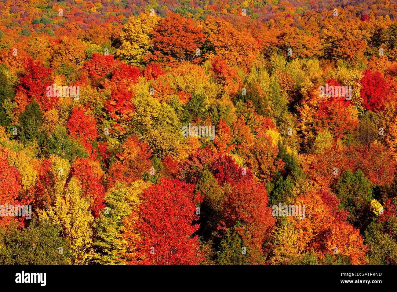 Lebendiges Herbstfarbenes Laub in den Wäldern der Laurentian Mountains; Quebec, Kanada Stockfoto