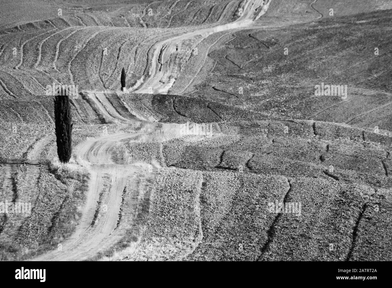 Monochrome Feldlandschaft mit einer einzigen Zypresse Stockfoto