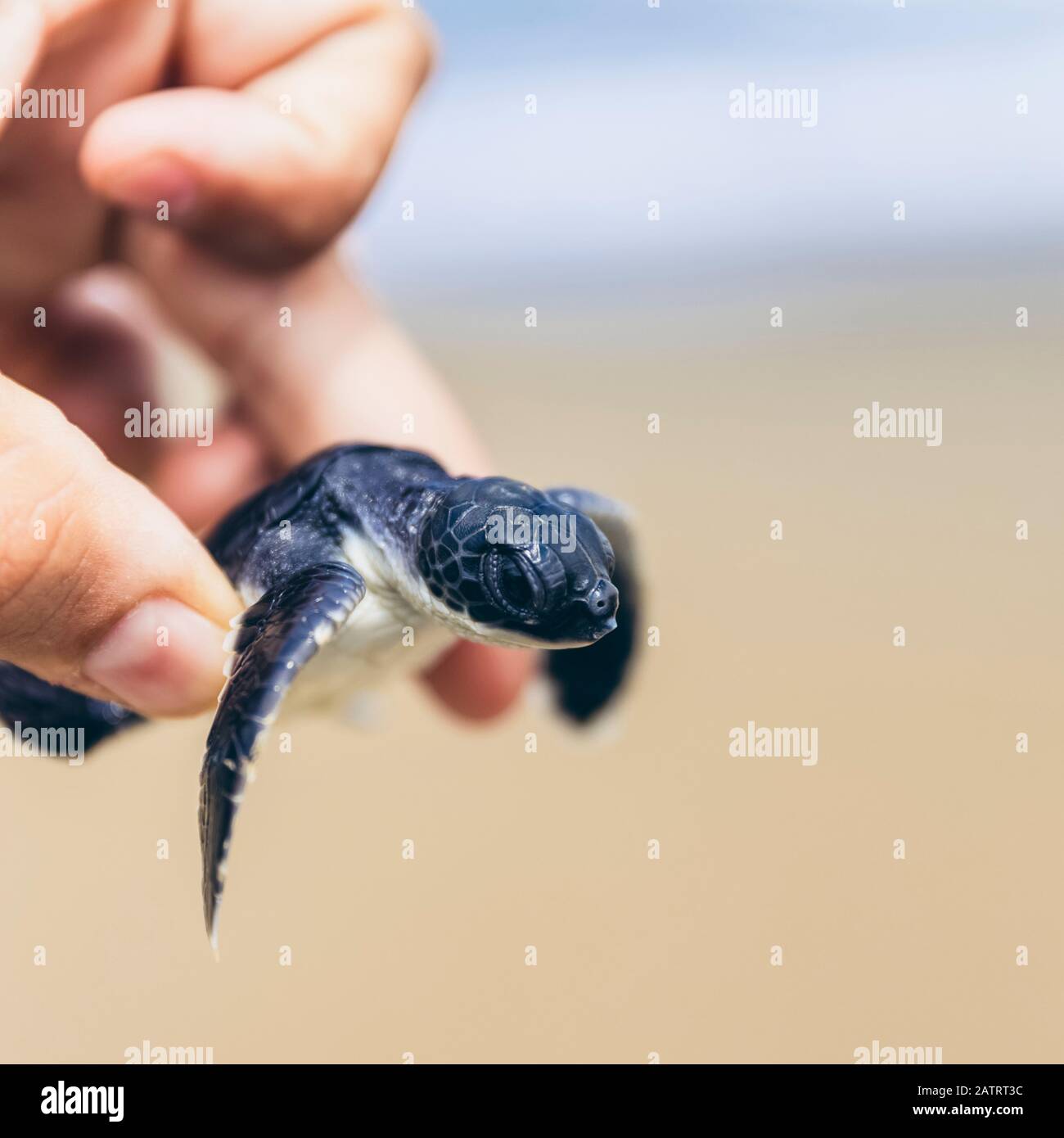 Babyschildkröte bei Pantai Pandan Sari; Ost-Java, Java, Indonesien Stockfoto