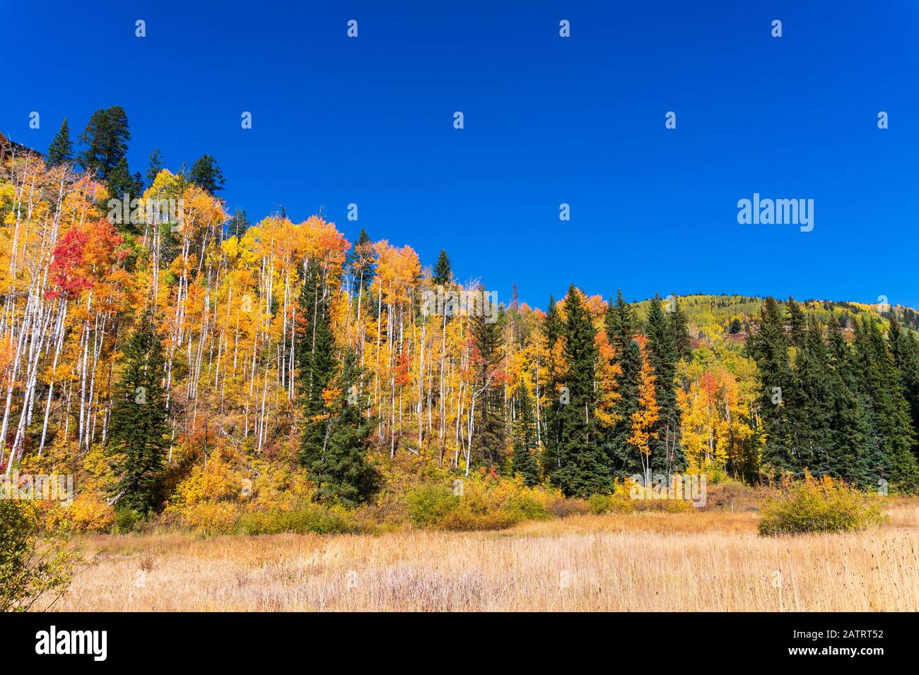 Aspen-Bäume mit leuchtenden Herbstfarben in den San Juan Mountains in der Nähe von Durango, Colorado Stockfoto