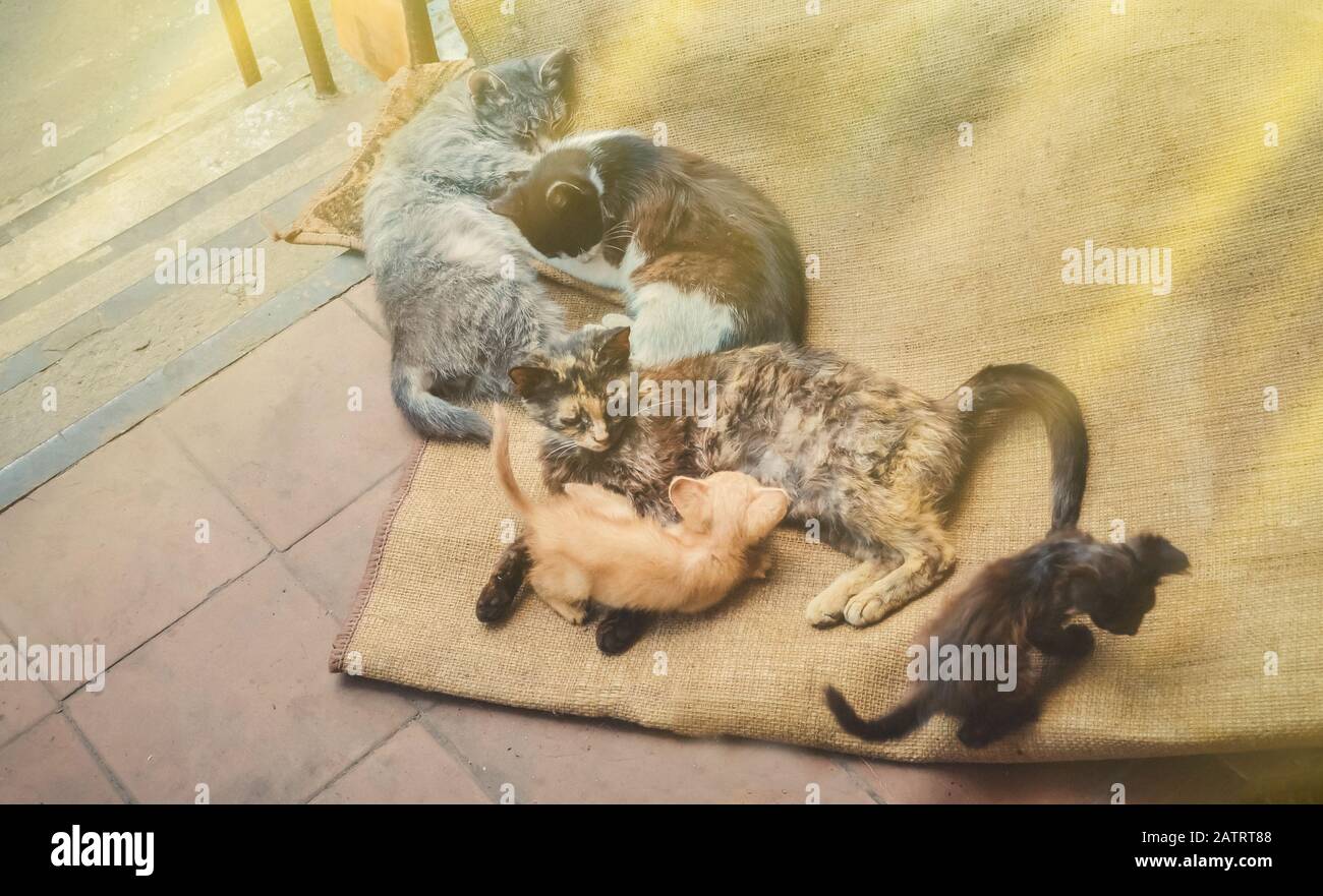 Obdachlose Wildkatzen auf schmutziger Straße. Streunende Katzen in der europäischen Stadt. Obdachlose Kätzchen auf der Straße. Stockfoto