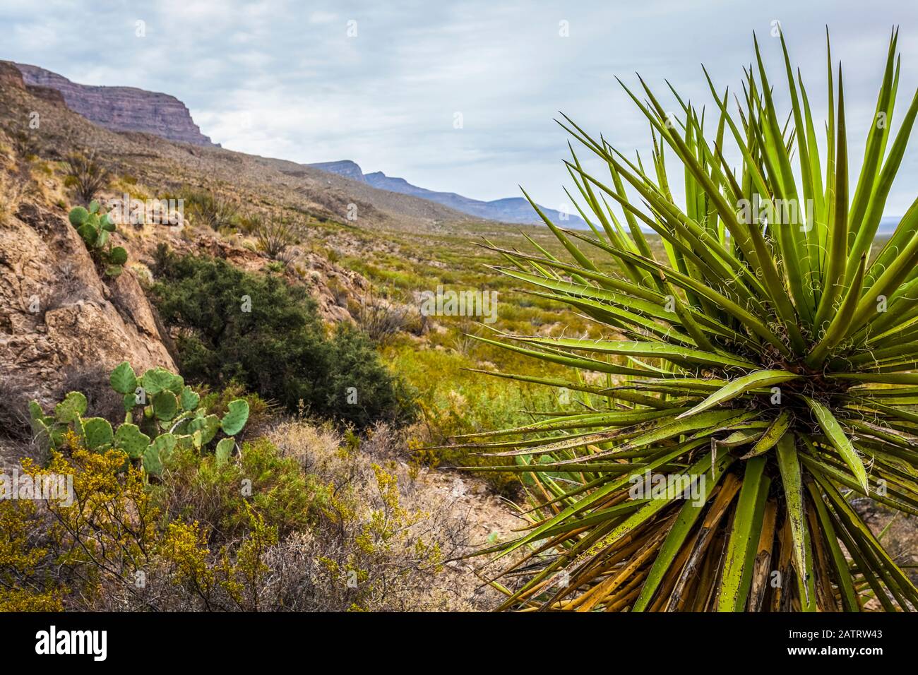 Yucca-Pflanze im Vordergrund auf dem Dog Canyon National Recreational Trail, Sacramento Mountains, Chihuahuan Desert im Tularosa Basin, Oliver ... Stockfoto