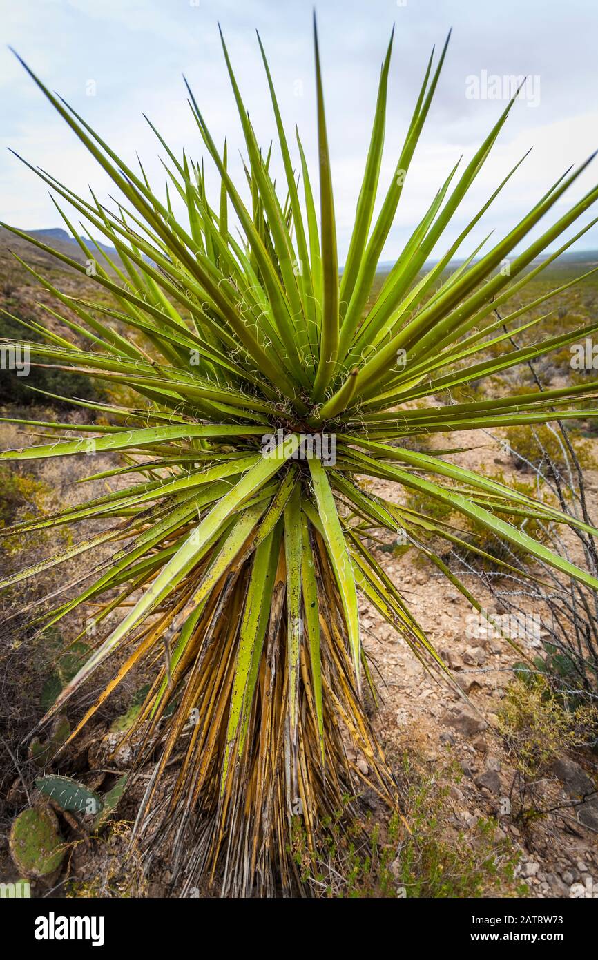 Yucca-Pflanze im Vordergrund auf dem Dog Canyon National Recreational Trail, Sacramento Mountains, Chihuahuan Desert im Tularosa Basin, Oliver ... Stockfoto